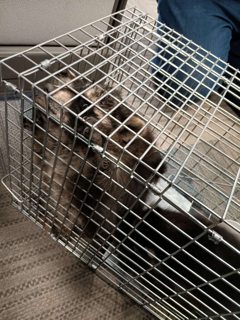 Patriot Pest Control