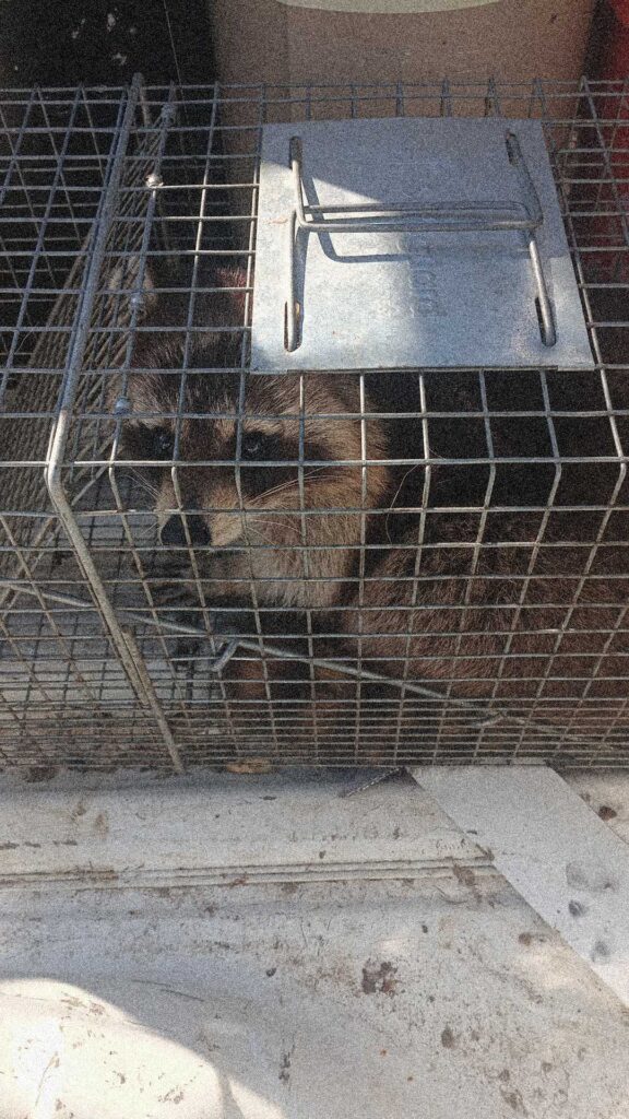 Patriot Pest Control